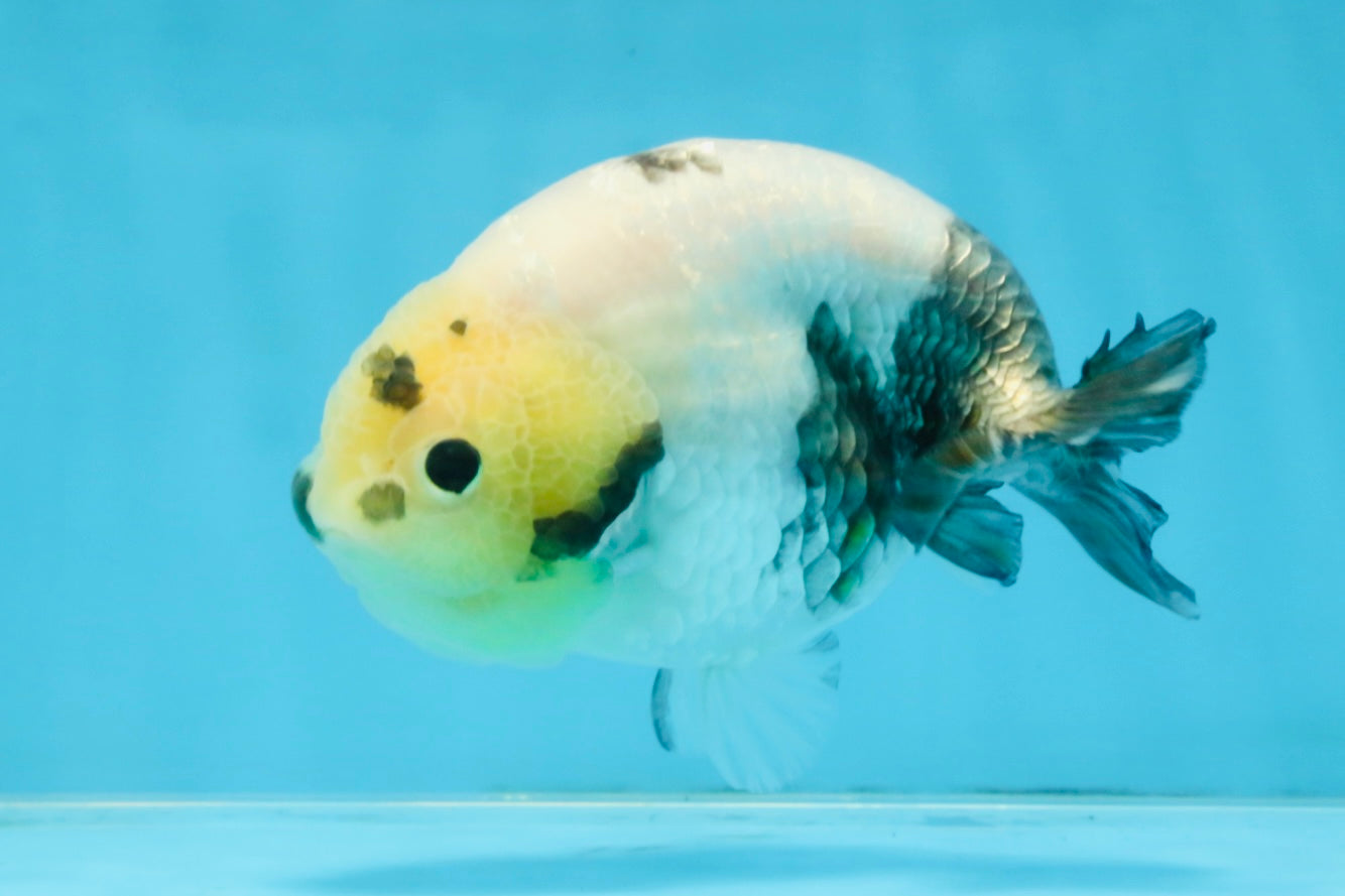 A Grade Chinese Cow Ranchu Male 4.5-5 inches #110725RC_13