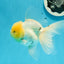 AAA Grade Lemonhead Rose Tail Oranda Male 5.5 inches #0503OR_08