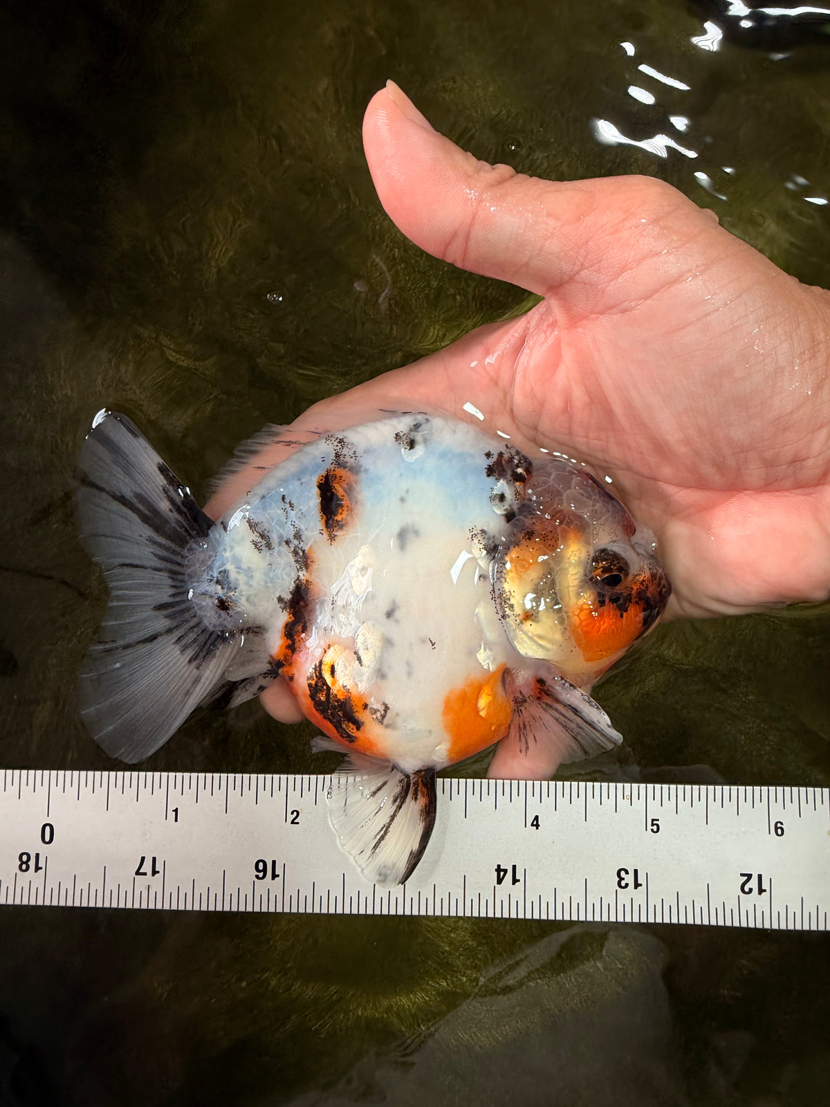 A Grade Marble Yuanbao Male 5 inches #091826YB_09