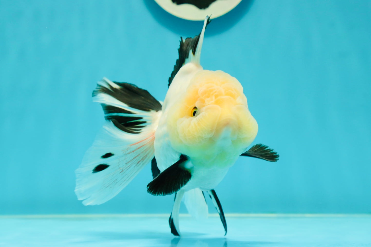 A Grade Fluffy Wen Panda Oranda Female 5-5.5 inches #110824OR_03