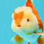 AAA Grade Red White Oranda Female 6-6.5 inches #032026OR_07