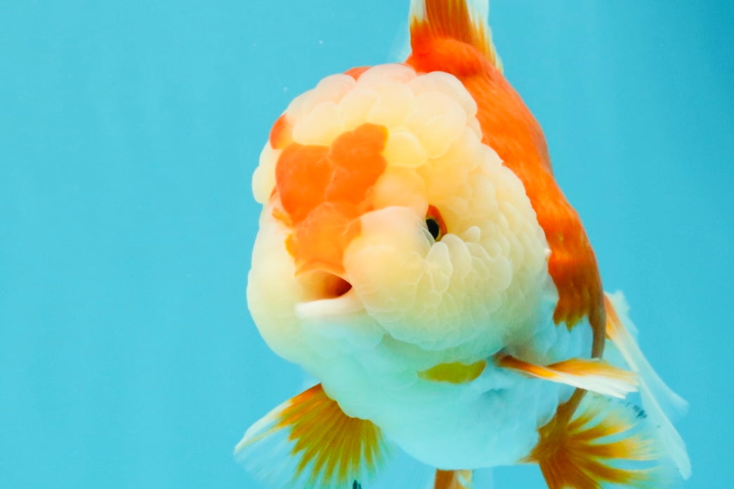 AAA Grade Red White Oranda Female 6-6.5 inches #032026OR_07