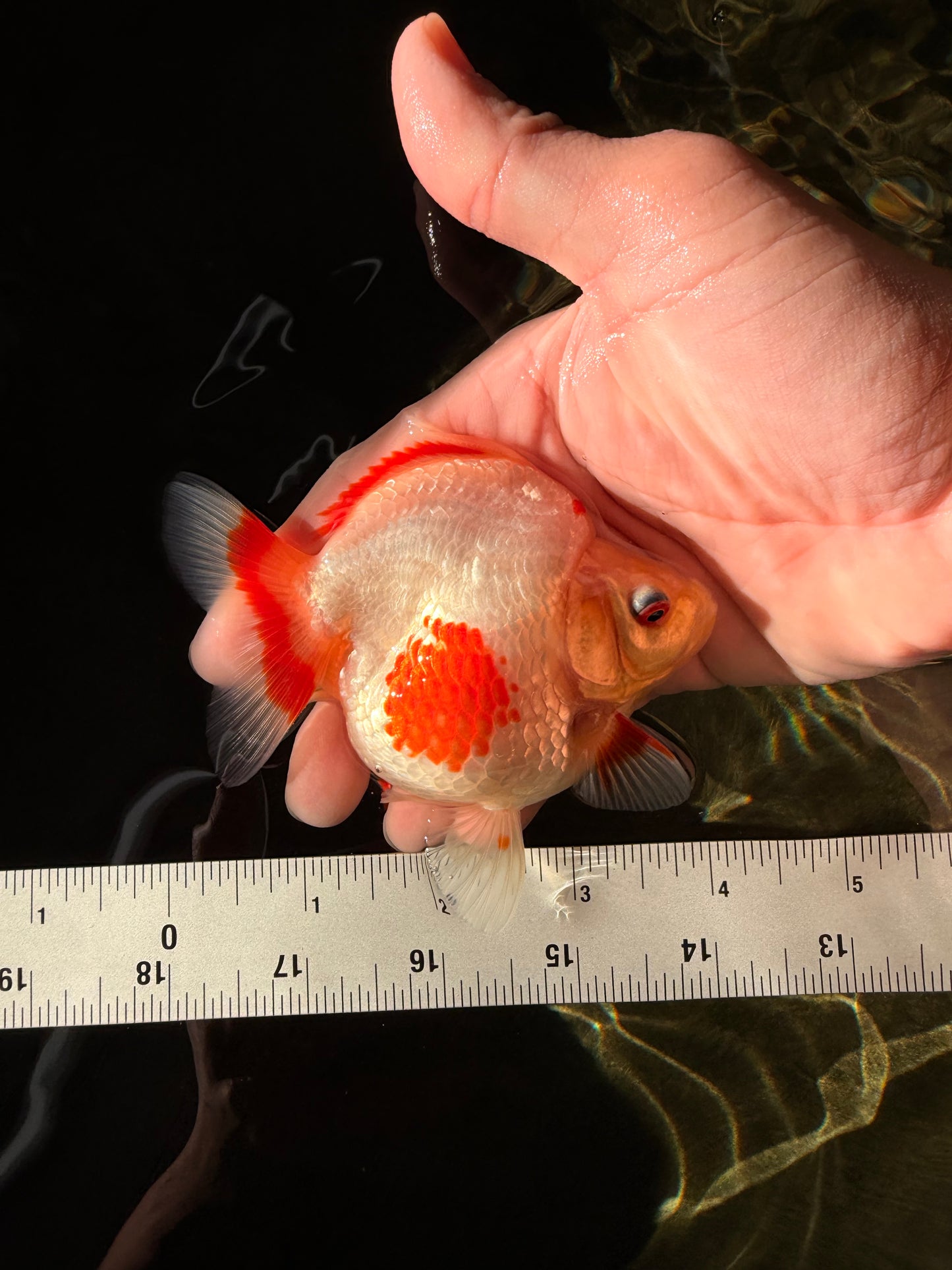 AAA Grade Red White Ryukin Female 4 inches #022726RK_17