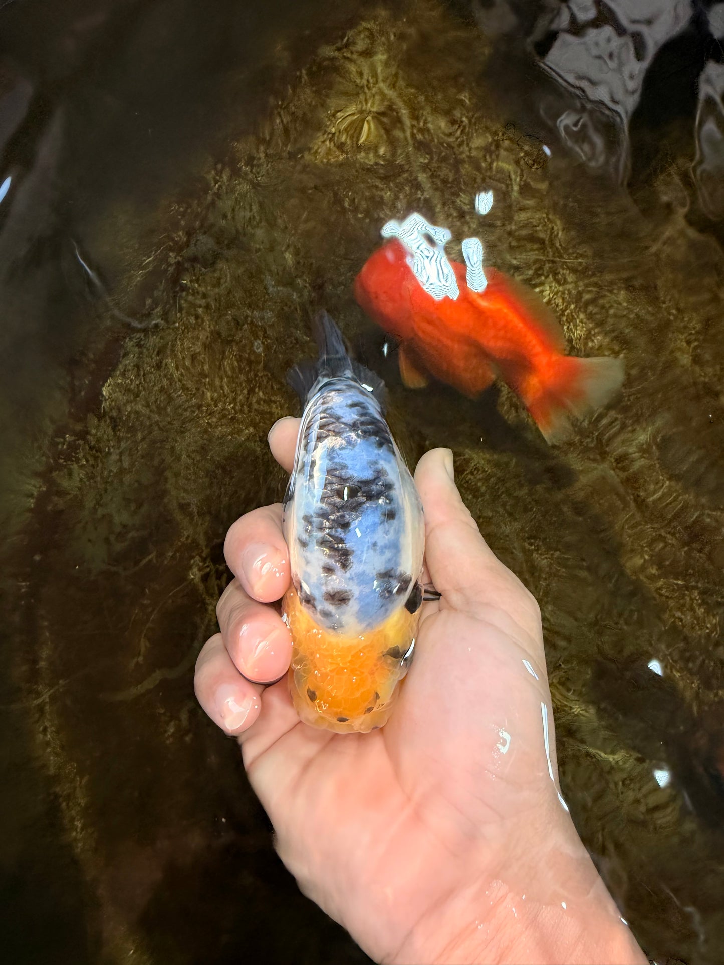 SPECIAL AAA Grade Chinese White Tiger Base Ranchu Female 4.5 inches #101725RC_20