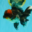 AAA Grade Red Head Kirin Oranda Male 6-6.5 inches #070326OR_27