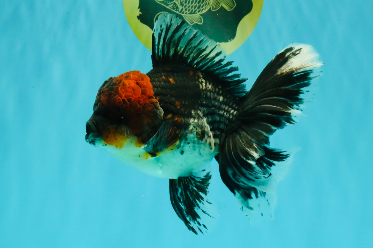 AAA Grade Red Head Kirin Oranda Male 6-6.5 inches #070326OR_27