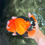 CHARLIE A Grade Apache Oranda Female 6-6.5 inches #080726OR_06