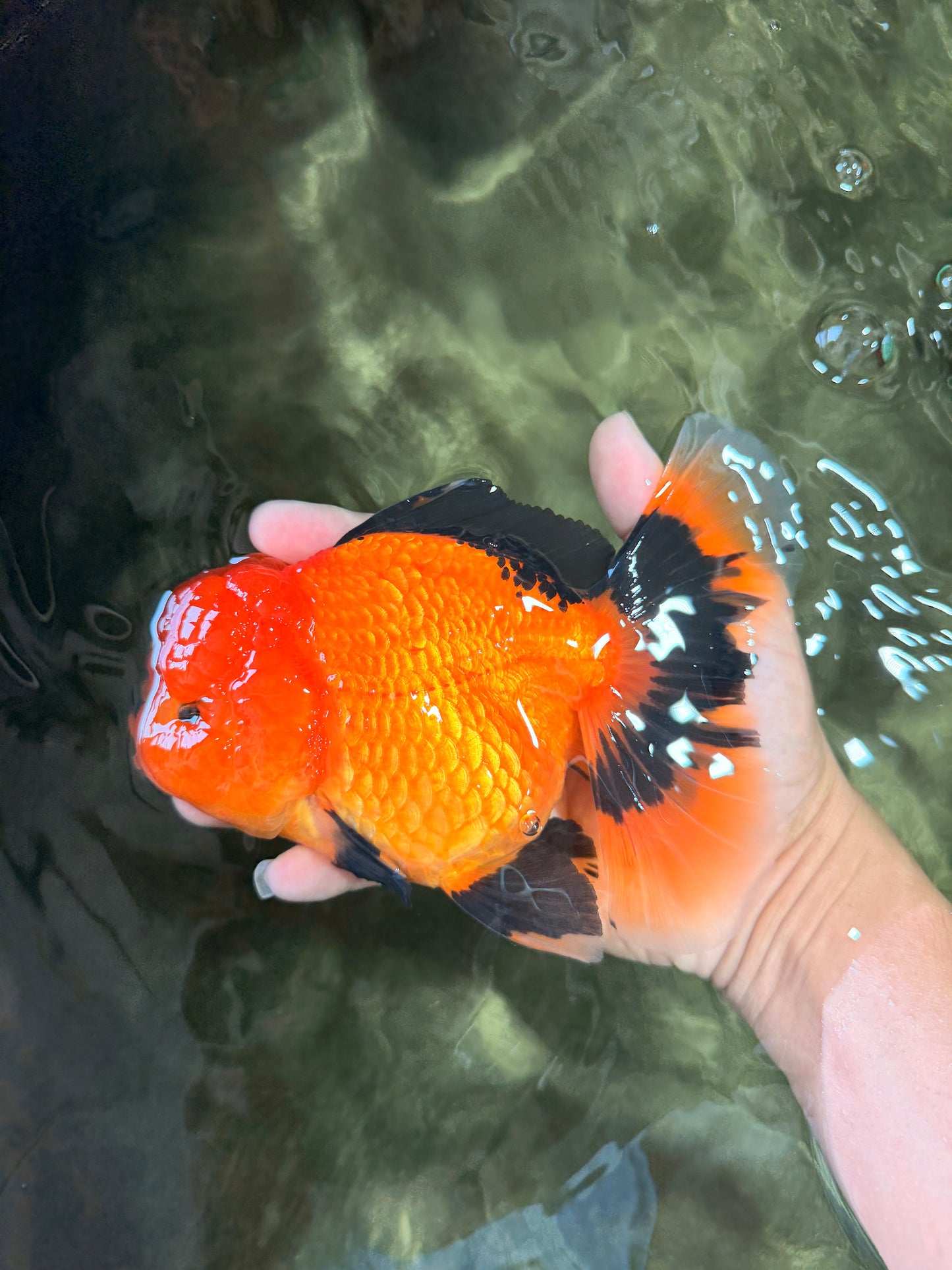 CHARLIE A Grade Apache Oranda Female 6-6.5 inches #080726OR_06