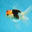 A Grade Young Tricolor Oranda Male 4.5 inches #061325_05