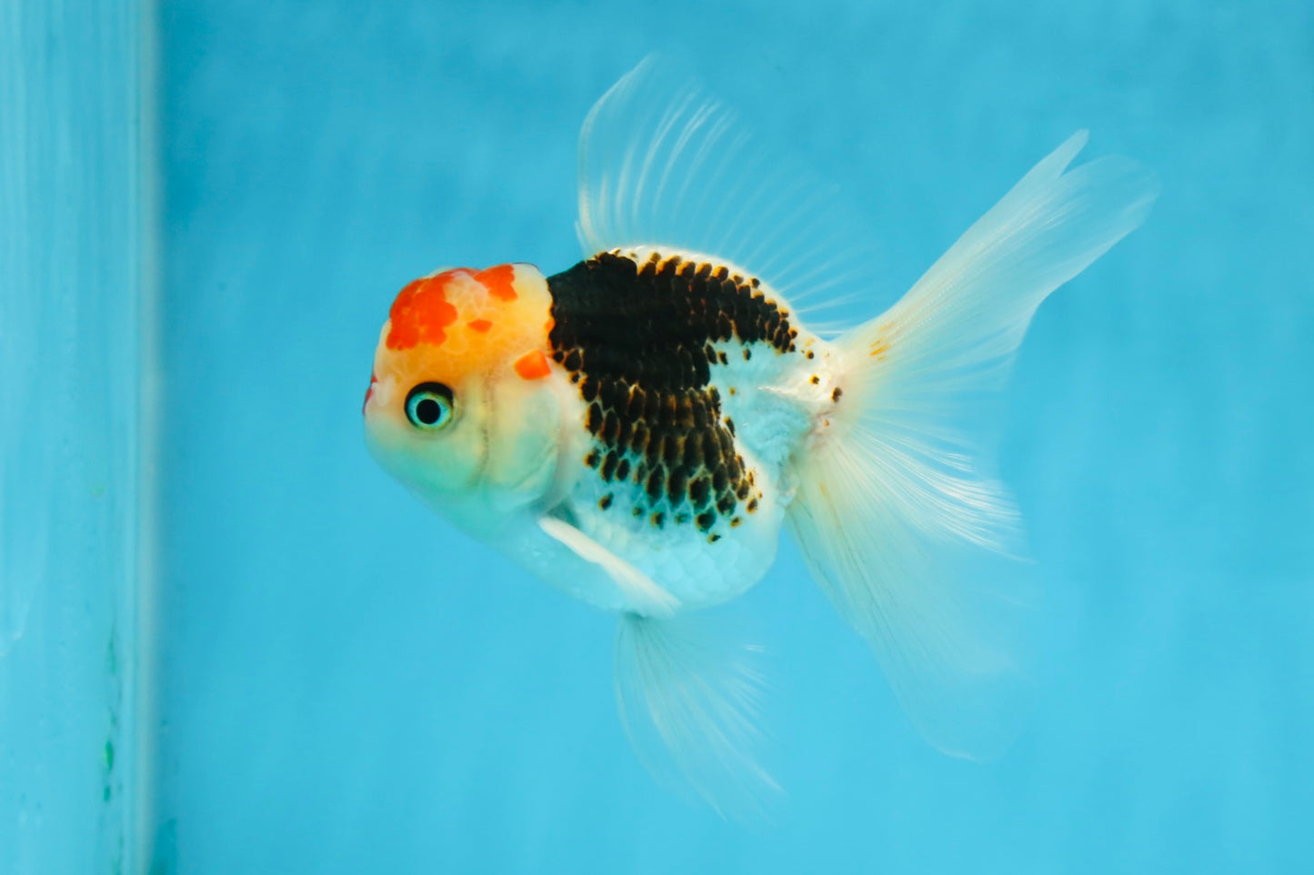 A Grade Young Tricolor Oranda Male 4.5 inches #061325_05