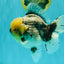 AAA Grade Kirin Oranda Male 6 inches #092526OR_04