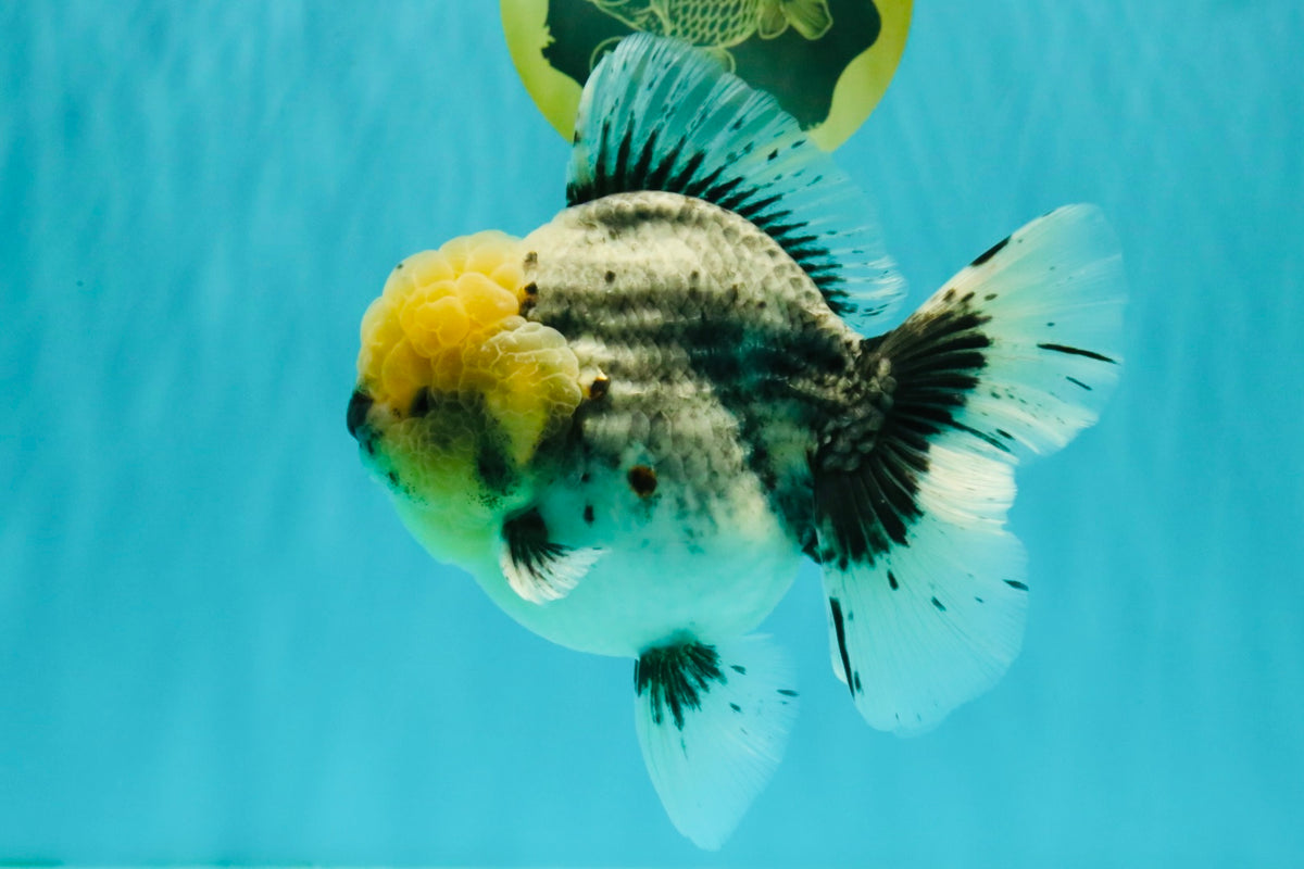 AAA Grade Kirin Oranda Male 6 inches #092526OR_04