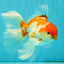 A Grade Kohaku Red White Oranda Male 6 inches #082826OR_15