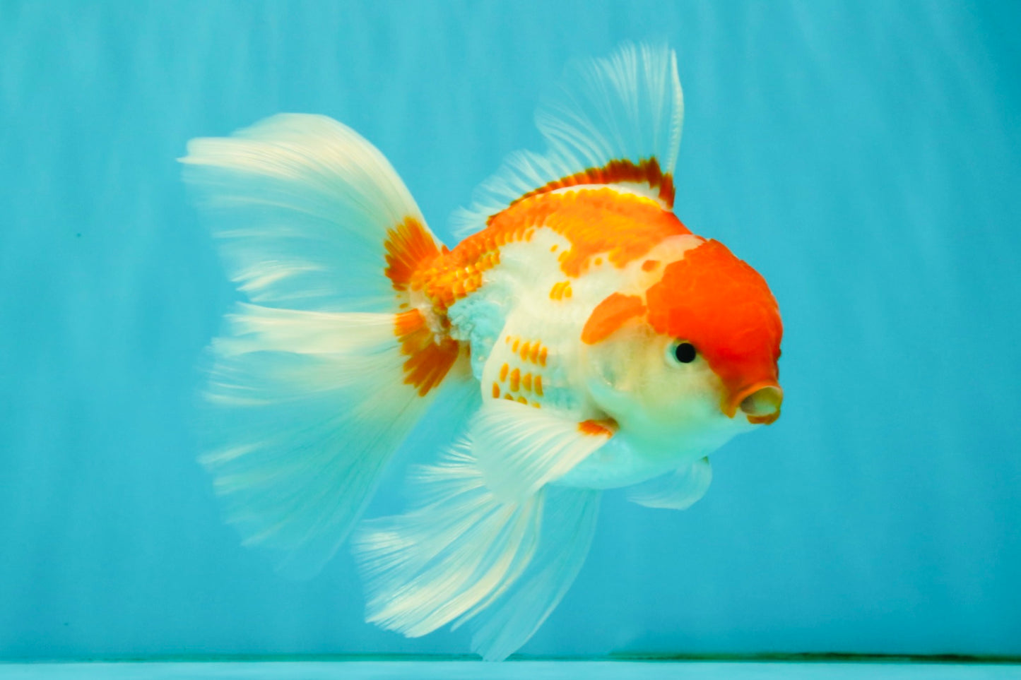 A Grade Kohaku Red White Oranda Male 6 inches #082826OR_15
