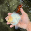 AAA Grade White Yuanbao Male 4.5-5 inches #072426YB_28