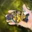 A Grade Strong Body Structure Tiger Ranchu Female 5 inches #061926RC_10