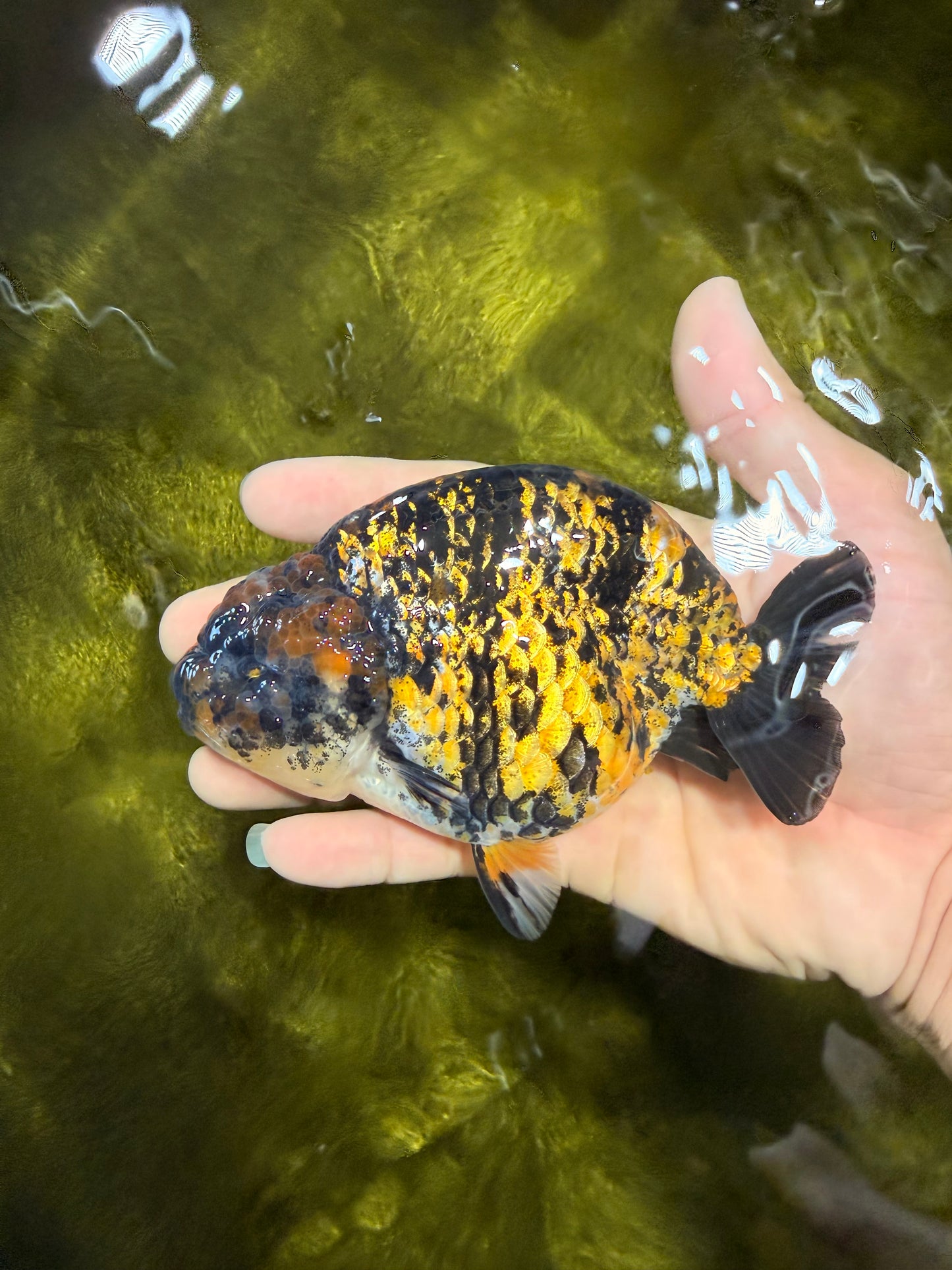 A Grade Strong Body Structure Tiger Ranchu Female 5 inches #061926RC_10