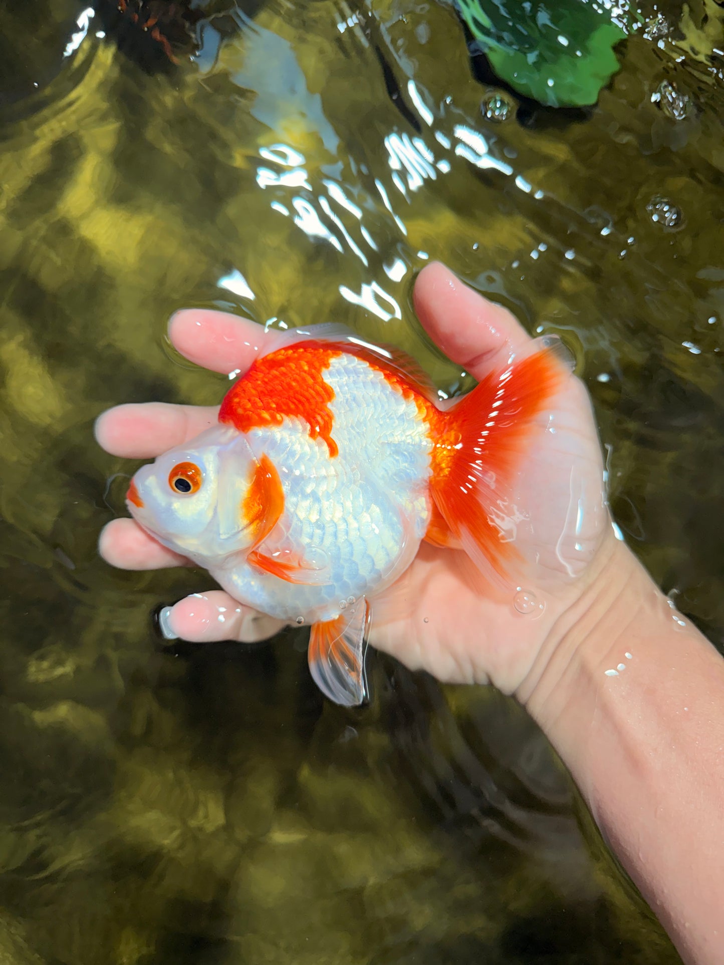 A Grade Red White Ryukin Female 5-5.5 inches #111425RK_07