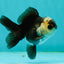 Panda Oranda Male 3-3.5 inches #1018OR_13