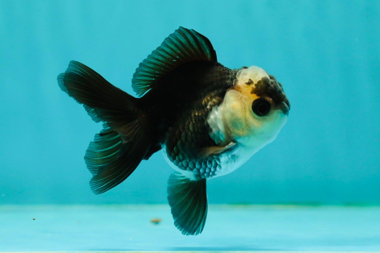 Panda Oranda Male 3-3.5 inches #1018OR_13