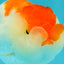 SUPER CUTE A Grade Red White LionQueen 4-4.5 inches #050826LC_14