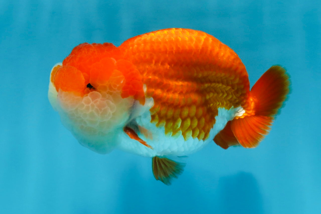 A Grade Royal Candy Chunk Red White LionKing 4-4.5 inches #062025LC_05