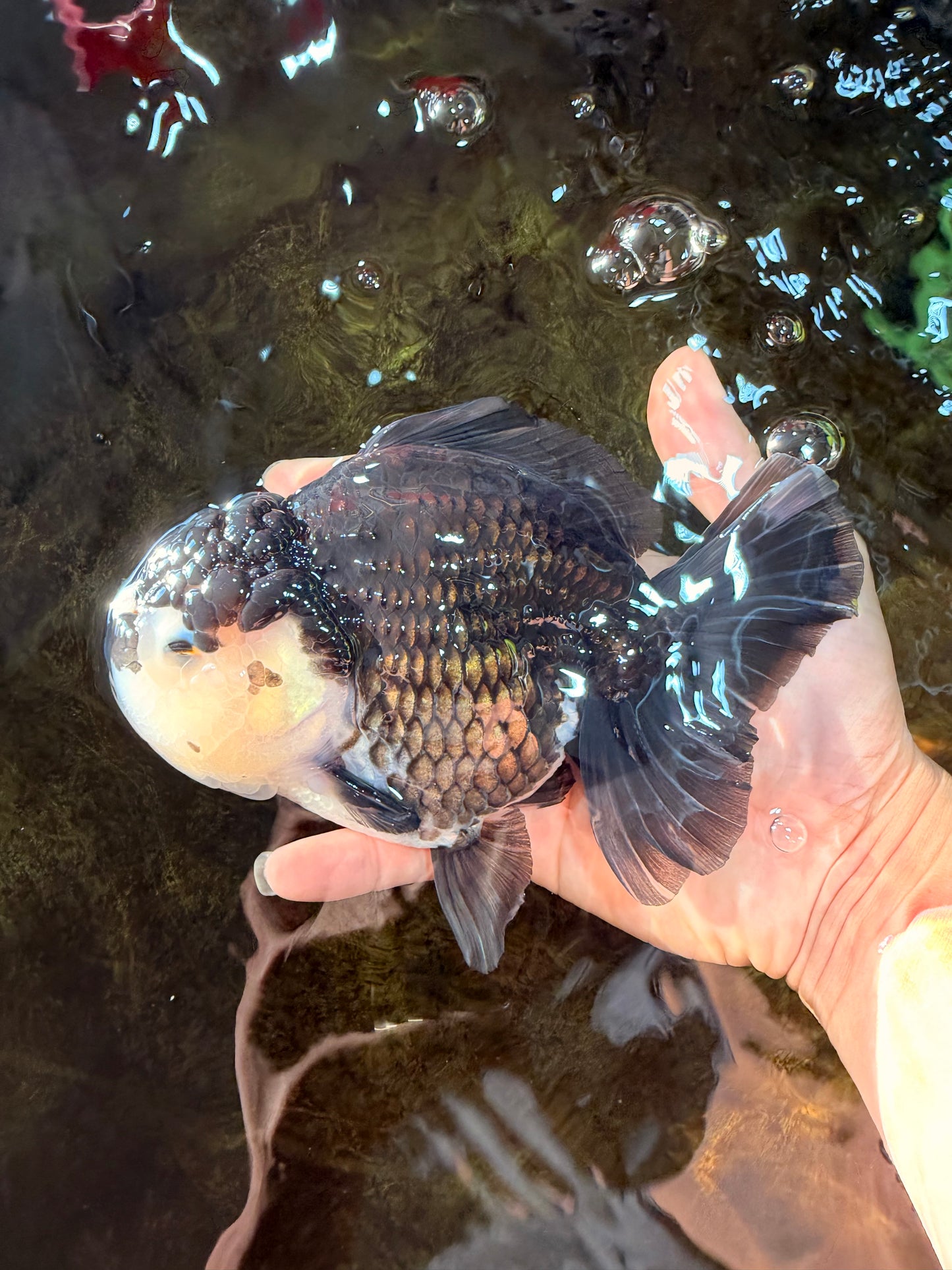 A Grade Pompom Panda Oranda Female 6 inches #101725OR_31