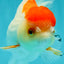 Red White Oranda Female 5-5.5 inches #110824OR_06