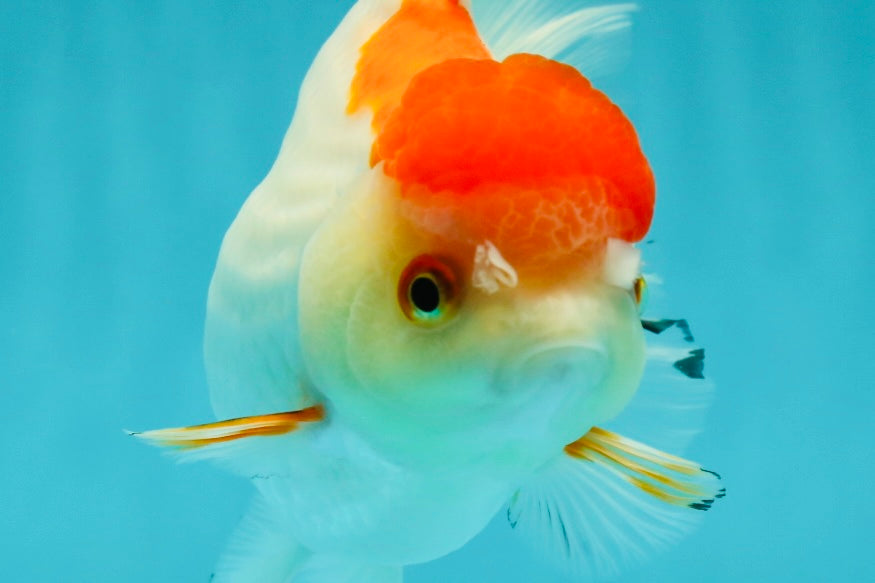 Red White Oranda Female 5-5.5 inches #110824OR_06