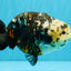 SPECIAL Chinese Ink Ranchu Male 5.5 inches #041026RC_21