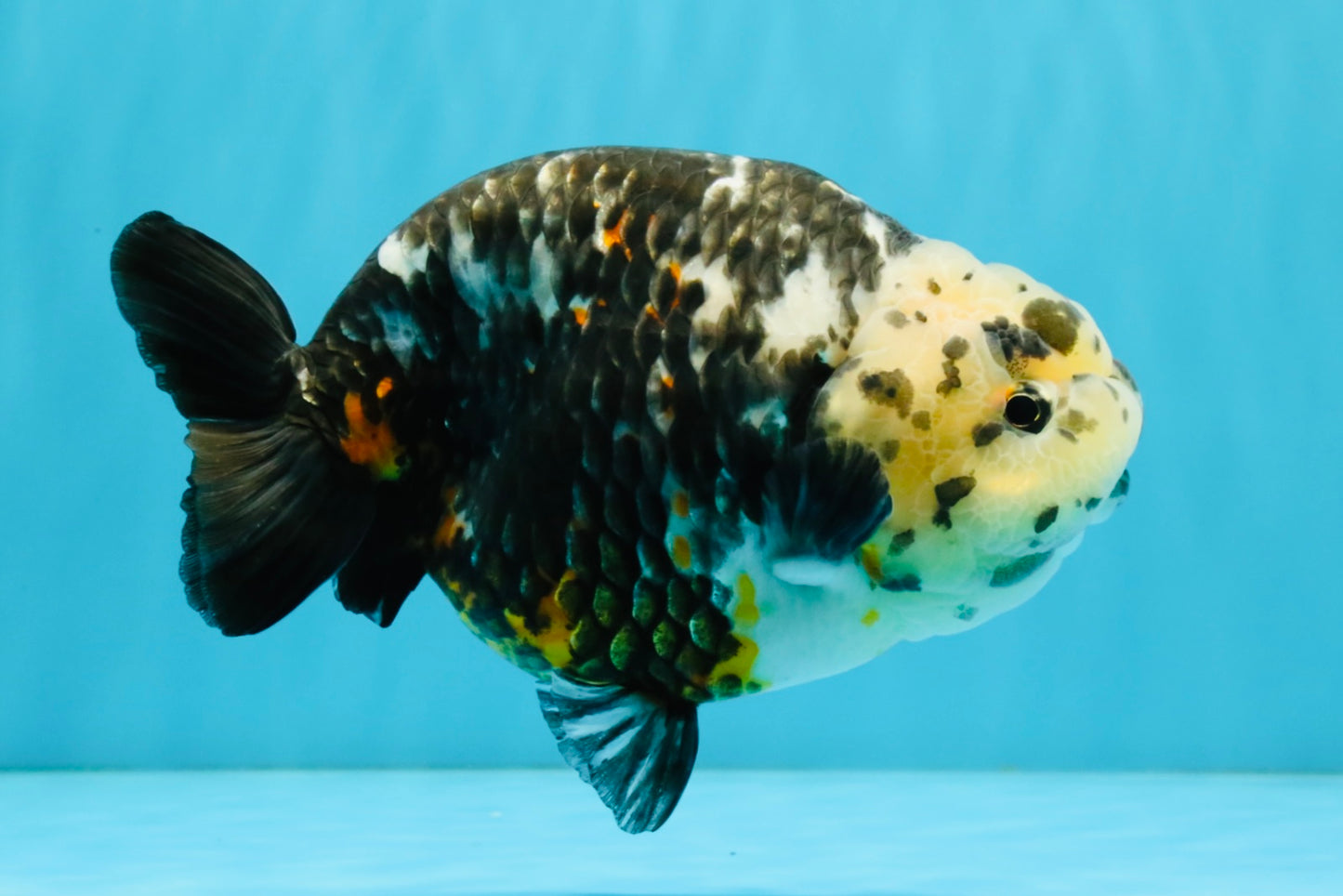 SPECIAL Chinese Ink Ranchu Male 5.5 inches #041026RC_21
