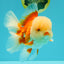 FLUFFY WEN AAA Grade Jade Head Red White Oranda Male 7.5 inches #071726OR_02