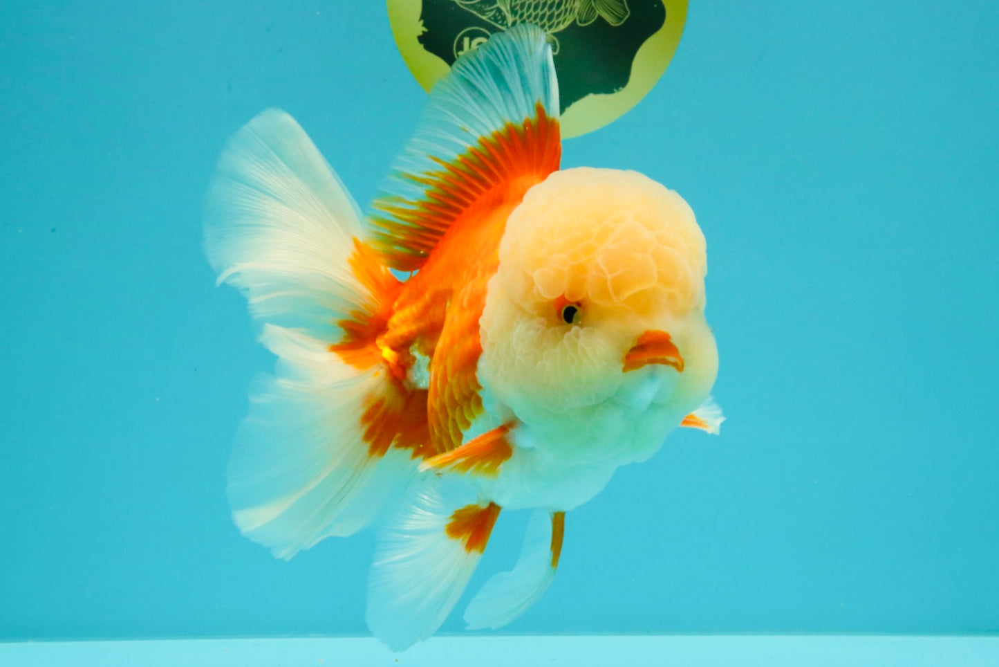 FLUFFY WEN AAA Grade Jade Head Red White Oranda Male 7.5 inches #071726OR_02