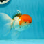 Tricolore Oranda Mâle 4,5 pouces #0126OR_02