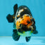 CHUBBY A Grade Calico Chinese Ranchu Female 5 inches #121225RC_06