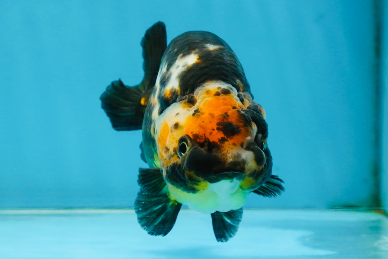 CHUBBY A Grade Calico Chinese Ranchu Female 5 inches #121225RC_06
