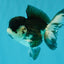SPECIAL A Grade Panda Oranda Male 5-5.5 inches #030626OR_24