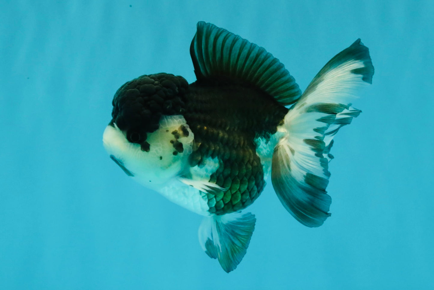 SPECIAL A Grade Panda Oranda Male 5-5.5 inches #030626OR_24