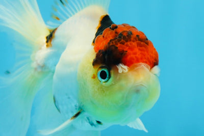 Tancho Tricolor Oranda Male 4.5 inches #011725OR_05