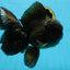 A Grade JUMBO Black Oranda Male 6.5 inches #110725OR_05