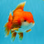 CHUNKY A Grade Red White Oranda Male 6 inches #040326OR_15