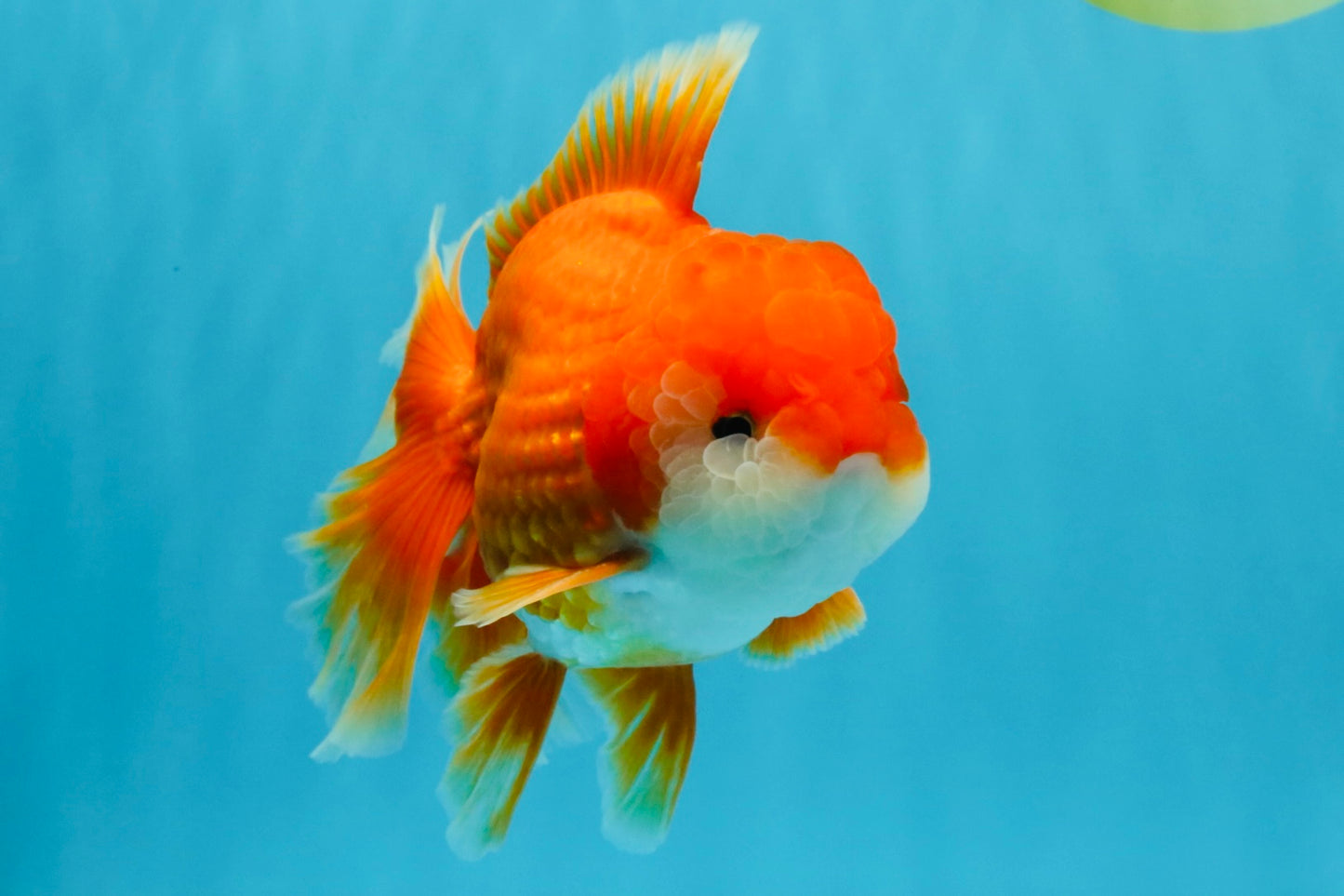 CHUNKY A Grade Red White Oranda Male 6 inches #040326OR_15