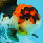 A Grade Tricolor Lava Head Oranda Female 5.5 inches #0927OR_30