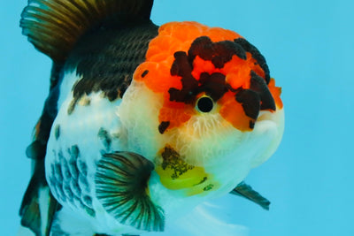 Femelle Oranda à tête de lave tricolore de catégorie A 5,5 pouces #0927OR_30