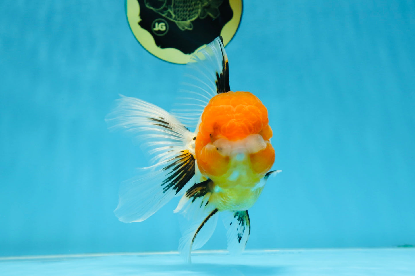 Tricolor Oranda Female 5-5.5 inches #070425OR_20