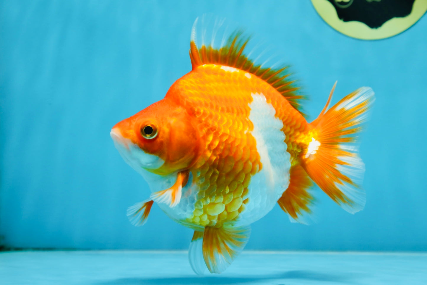 AAA Grade Ryukin Red White Female 5.5 inches #070425RK_02