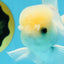 A Grade Lemonhead Button Eyes Oranda Male 5-5.5 inches #010325OR_10