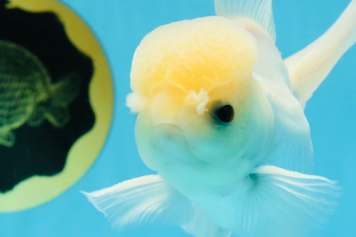 A Grade Lemonhead Button Eyes Oranda Male 5-5.5 inches #010325OR_10