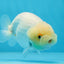 Red White Lionchu Male 3.5-4 inches #0920LC_09