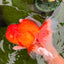 GIANT A Grade Jumbo Red White Oranda Female 7.5 inches #031326OR_05